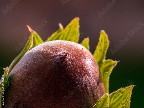 Autumn hazelnut in close-up view with light
