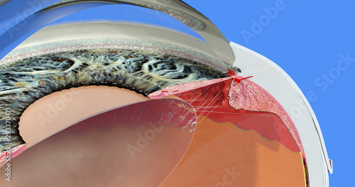 Eye anatomy 08. Sclera, iris, pupil, cornea, retina, ciliary body, lens, cortex, vessel, trabecular meshwork. Accurate, highly detailed and realistic illustration showing main parts. Blue background.