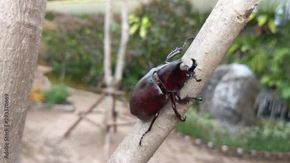 Close up of rhinoceros beetle Xylotrupes gideon or fighting beetle on the tree