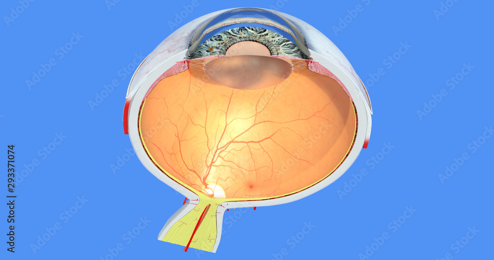 Eye anatomy 24. Pupil, sclera, iris, cornea, retina, choroid, vitreous