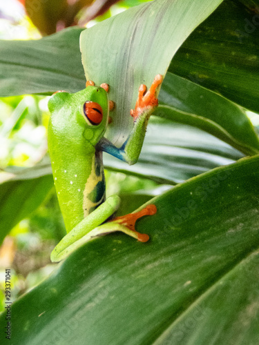 Red-eyed tree frog (Agalychnis callidryas) portrait