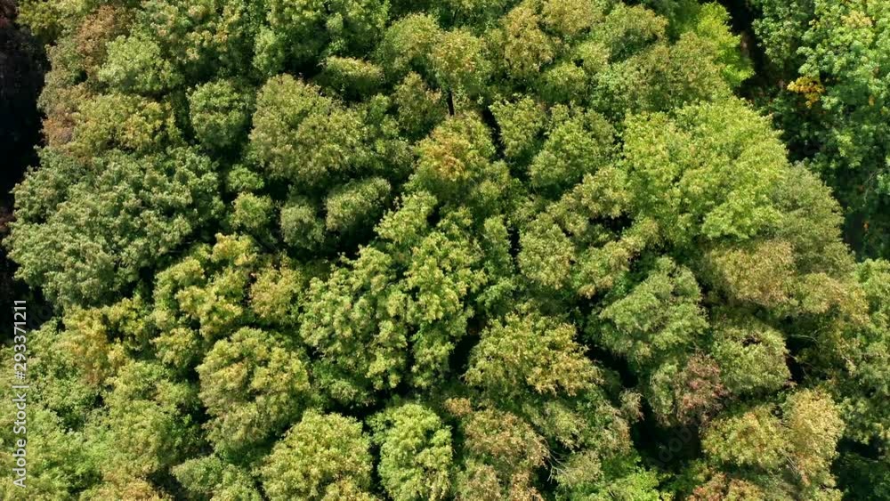 Deciduous trees sway from gusts of wind. Top view of waving summer green trees in forest. Aerial view of a beautiful background of trees. Drone shot of colorful forest treetops, fall season. Deciduous trees sway from gusts of wind. Top view of waving summer green trees in forest. Aerial view of a beautiful background of trees. Drone shot of colorful forest treetops, fall season.