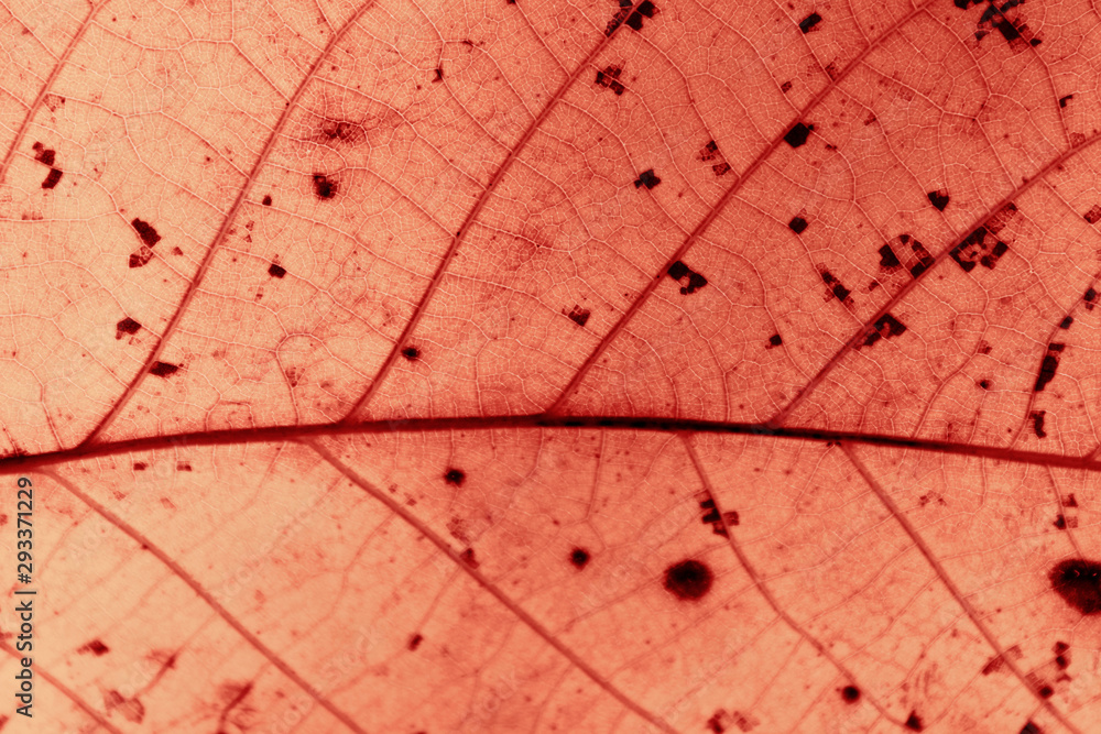 Fototapeta premium Blurred colorful nature background. Blurred silhouettes of leaves, cropped shot.