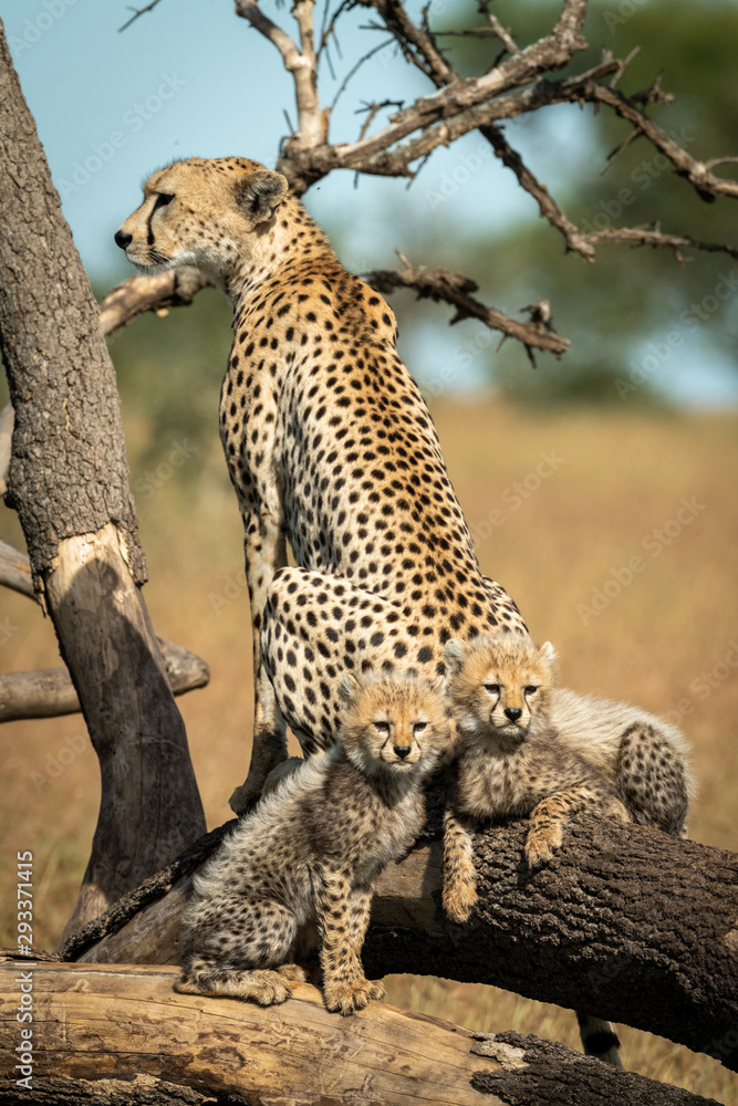 Obraz premium Cheetah sits by two cubs on fallen branches