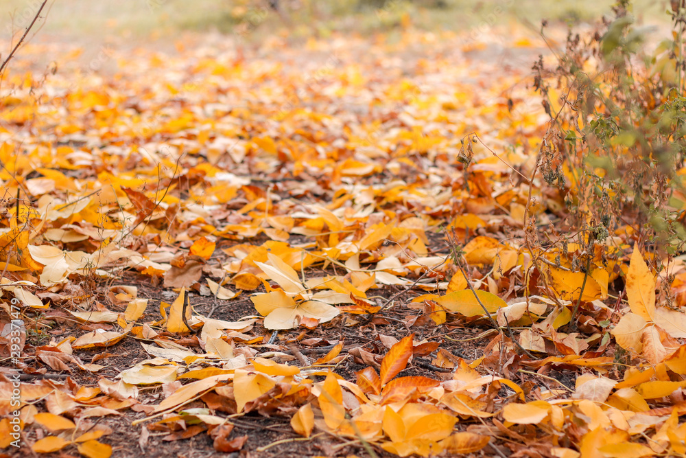 walk in the autumn park with yellow leaves on the trees walk in the autumn park with yellow leaves on the trees