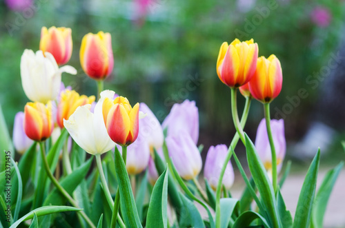 Fototapeta Naklejka Na Ścianę i Meble -  Yellow Tulip flowers