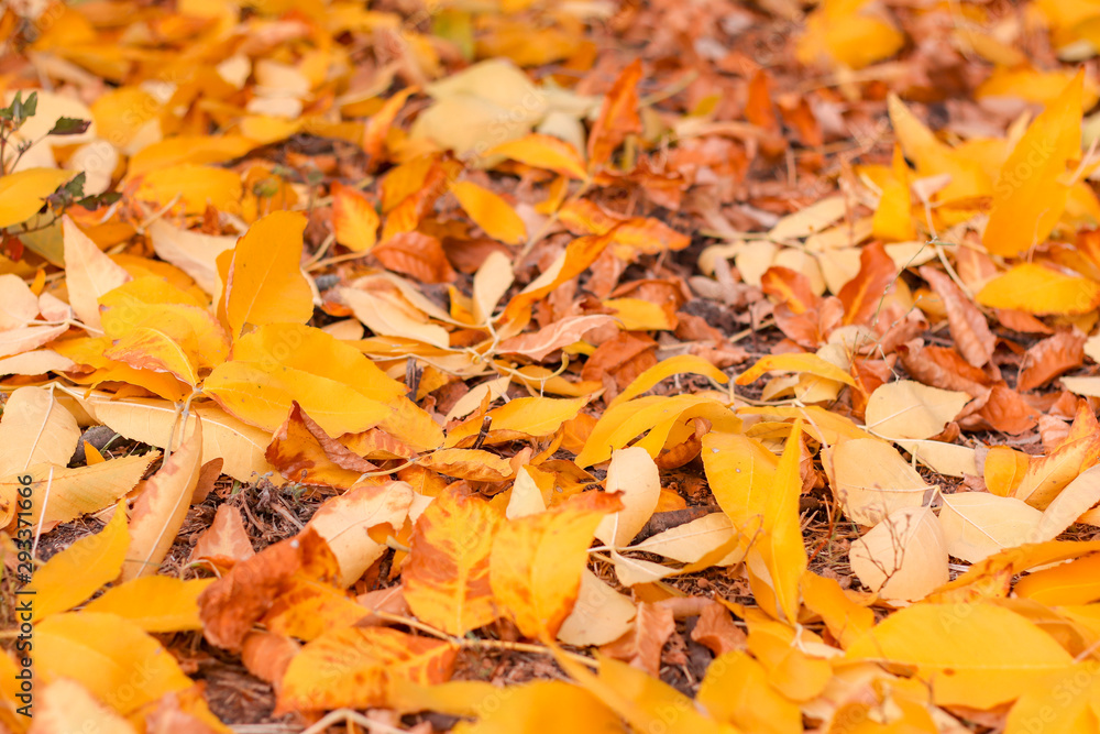 walk in the autumn park with yellow leaves on the trees walk in the autumn park with yellow leaves on the trees