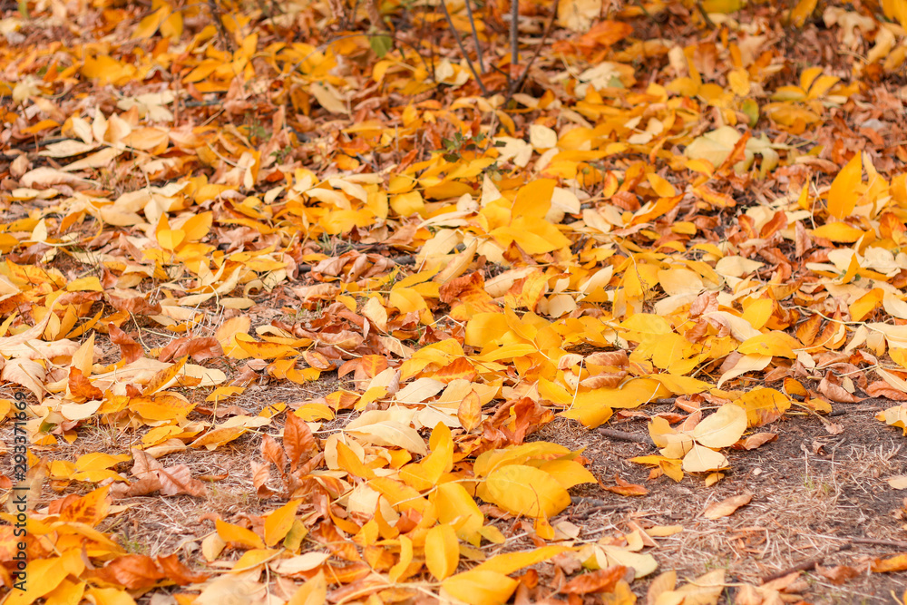 walk in the autumn park with yellow leaves on the trees walk in the autumn park with yellow leaves on the trees