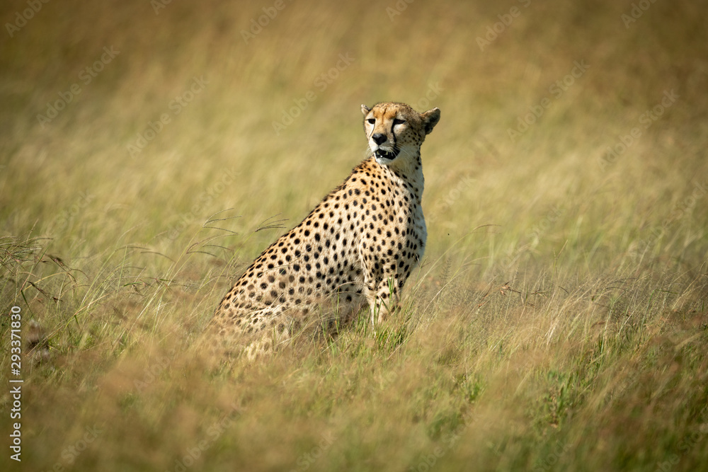 Cheetah sits looking round in tall grass Cheetah sits looking round in tall grass
