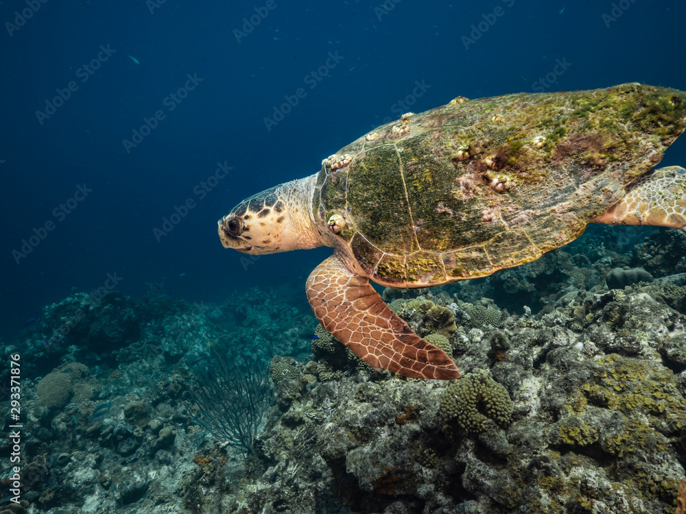 Loggerhead Sea Turtle in coral reef of the Caribbean Sea around Curacao