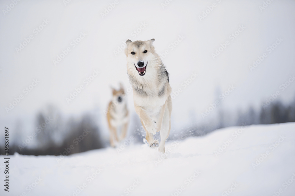 Cute mixed breed dog in snowy winter. Dog running and having fun in the snow
