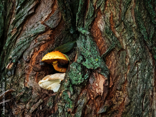 Mushroom on the tree.