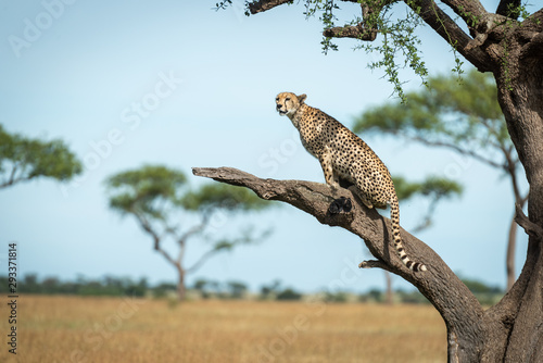 Cheetah sits on bare branch in profile