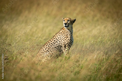 Cheetah sits looking round in tall grass