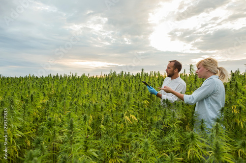 Two people on CBD hemp plants field showing growth.