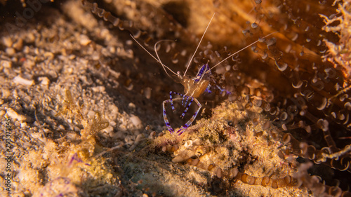 Close up of Spotted Cleaner Shrimp in coral reef of the Caribbean Sea around Curacao