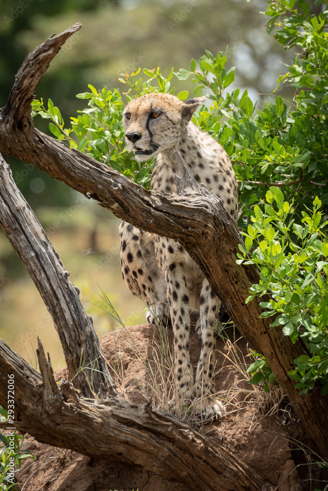 Obraz premium Cheetah sits on termite mound behind branches