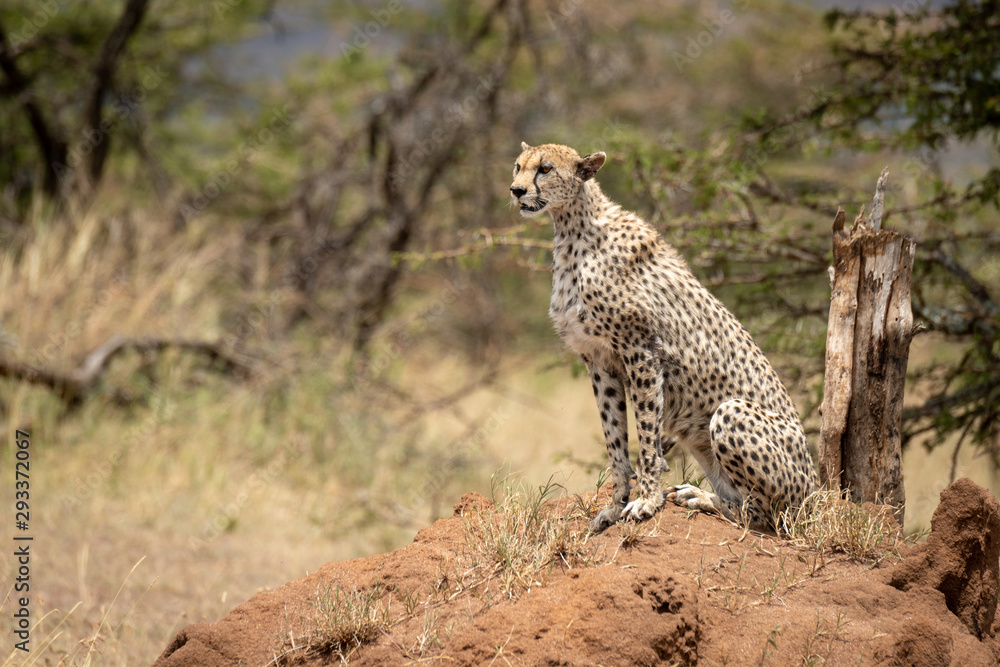 Cheetah sits on termite mound by acacias Cheetah sits on termite mound by acacias