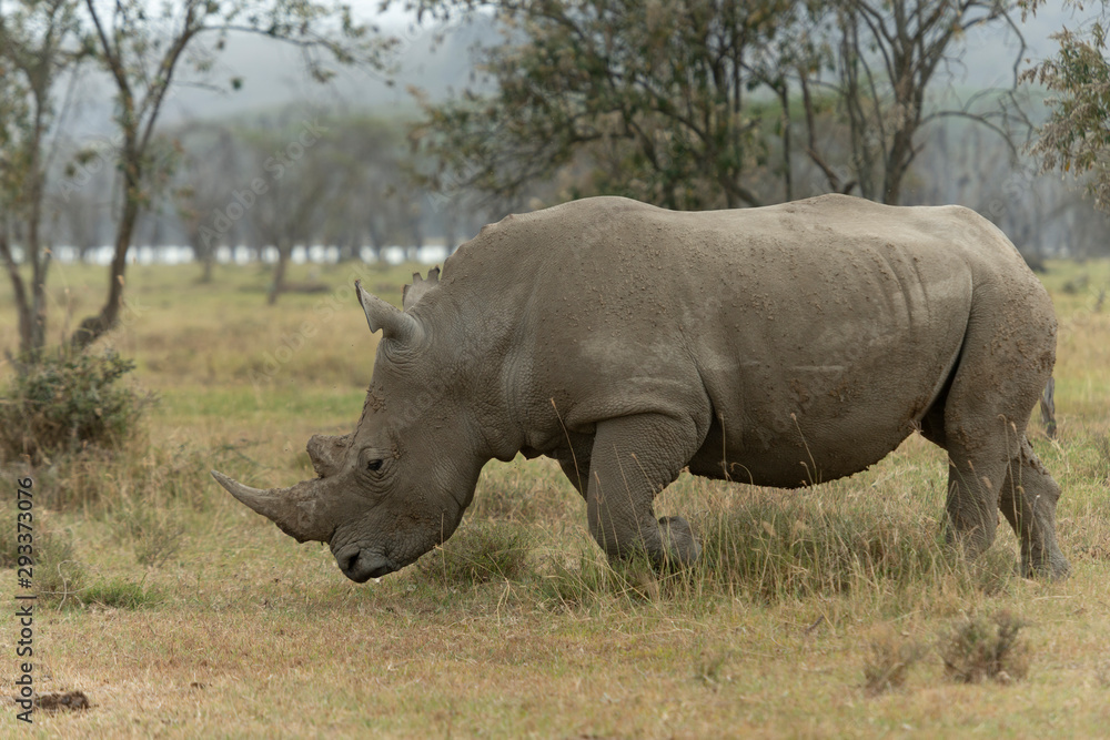 White Rhino Grazing near Lake Nakuru,Kenya,Africa White Rhino Grazing near Lake Nakuru,Kenya,Africa