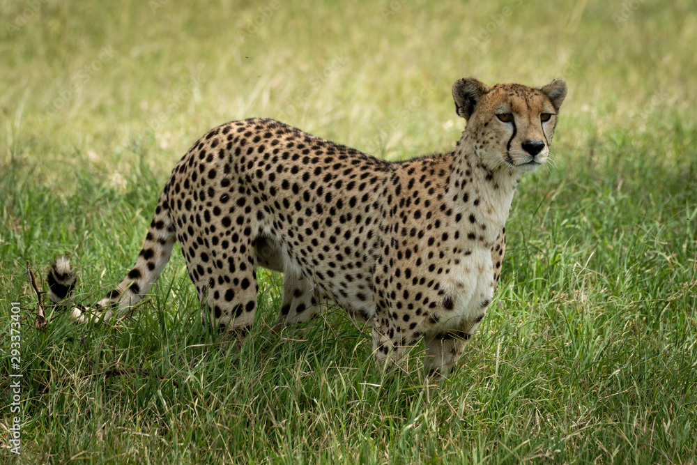Cheetah stands in tall grass facing right Cheetah stands in tall grass facing right