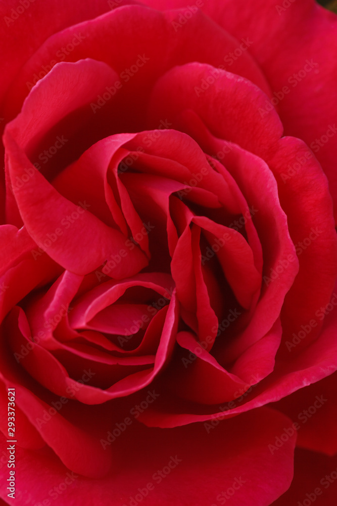 Red rose Red rose