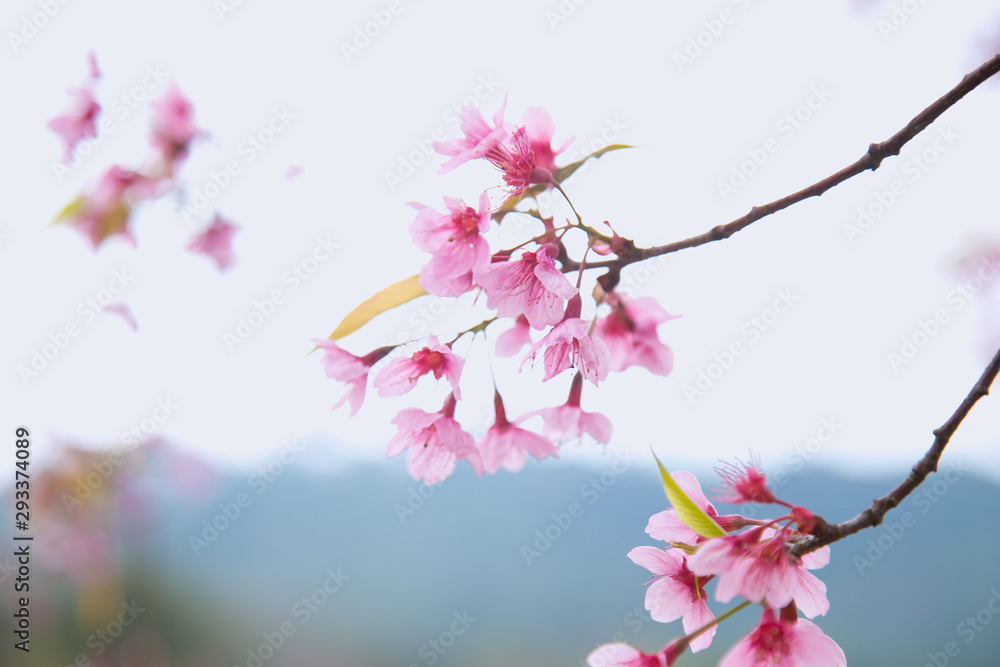 Beautiful cherry blossom or sakura in spring time over  sky