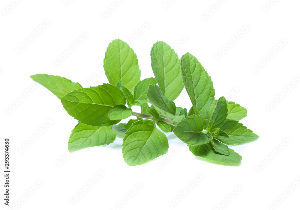 mint leaves isolated isolated on white mint leaves isolated isolated on white