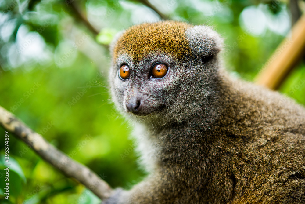Fototapeta premium Madagascar Wildlife