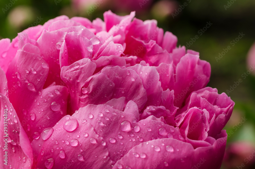 Pink flower in the morning dew drops