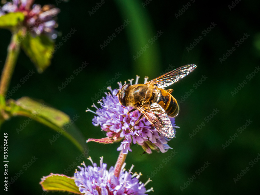 The Bee and the clover during Bavarian Summertime The Bee and the clover during Bavarian Summertime