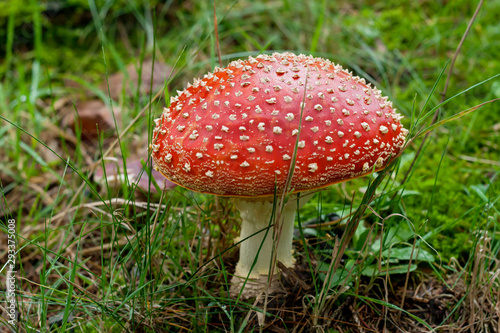 amanita muscaria or fly agaric mushroom