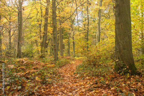 Footpath in autumnal forest landscape