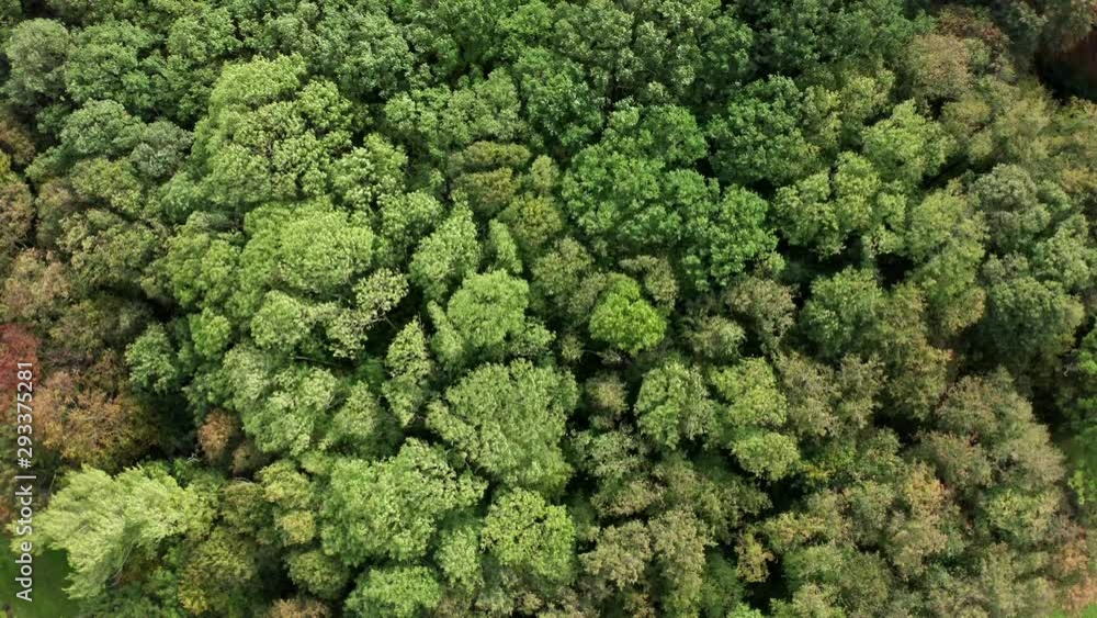 Background of green trees in the forest. Aerial view of a beautiful background of trees. Top view of waving summer green trees in forest. Background of green trees in the forest. Aerial view of a beautiful background of trees. Top view of waving summer green trees in forest.