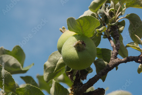 unripe green little apples on the branches. Orchard of young apple trees. authentic rural farming, organic food production. vegan vegetarian raw food cuisine. apple growth stages in the garden.