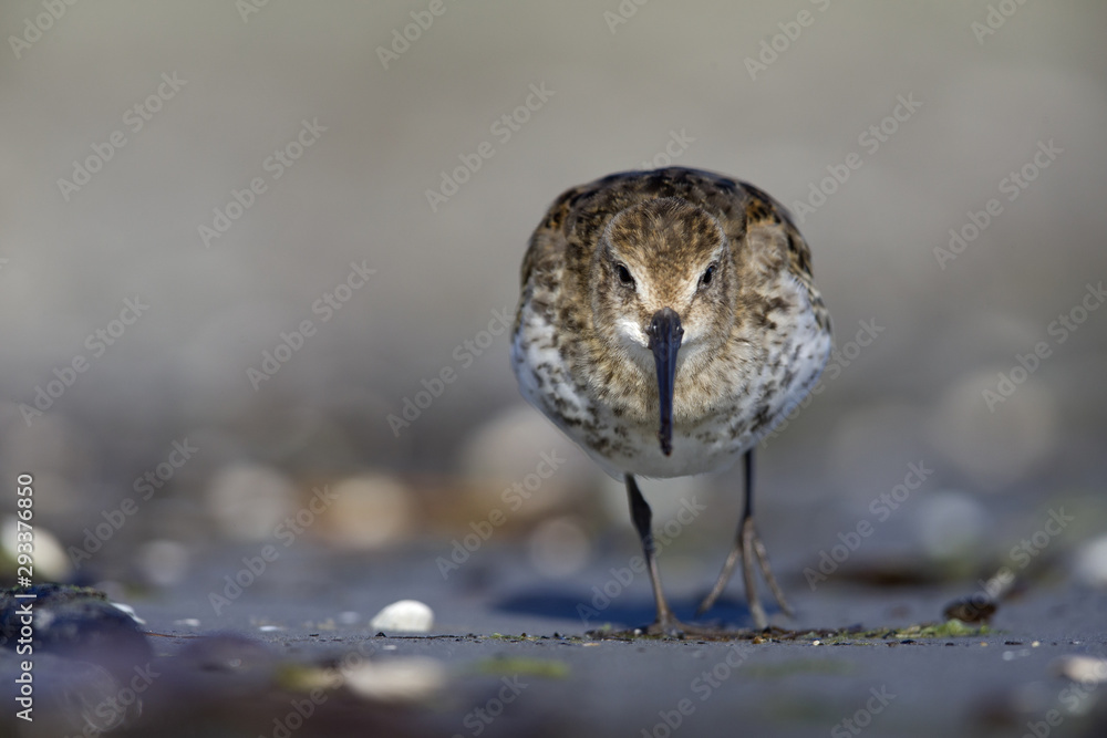 A dunlin (Calidris alpina) resting and foraging during migration on the beach of Usedom Germany. A dunlin (Calidris alpina) resting and foraging during migration on the beach of Usedom Germany.
