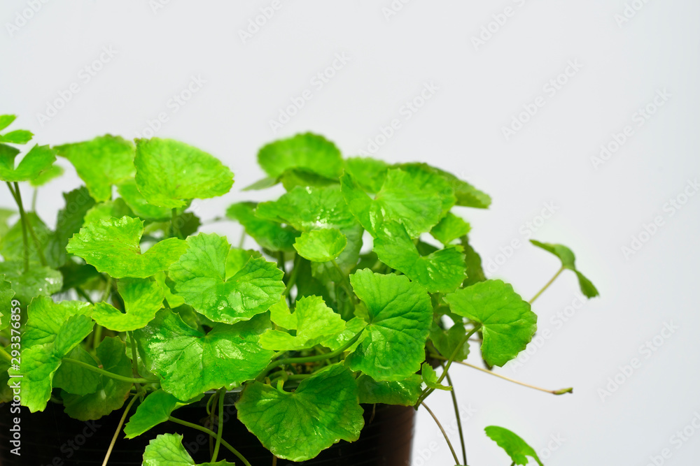 gotu kola in black pot on white background gotu kola in black pot on white background