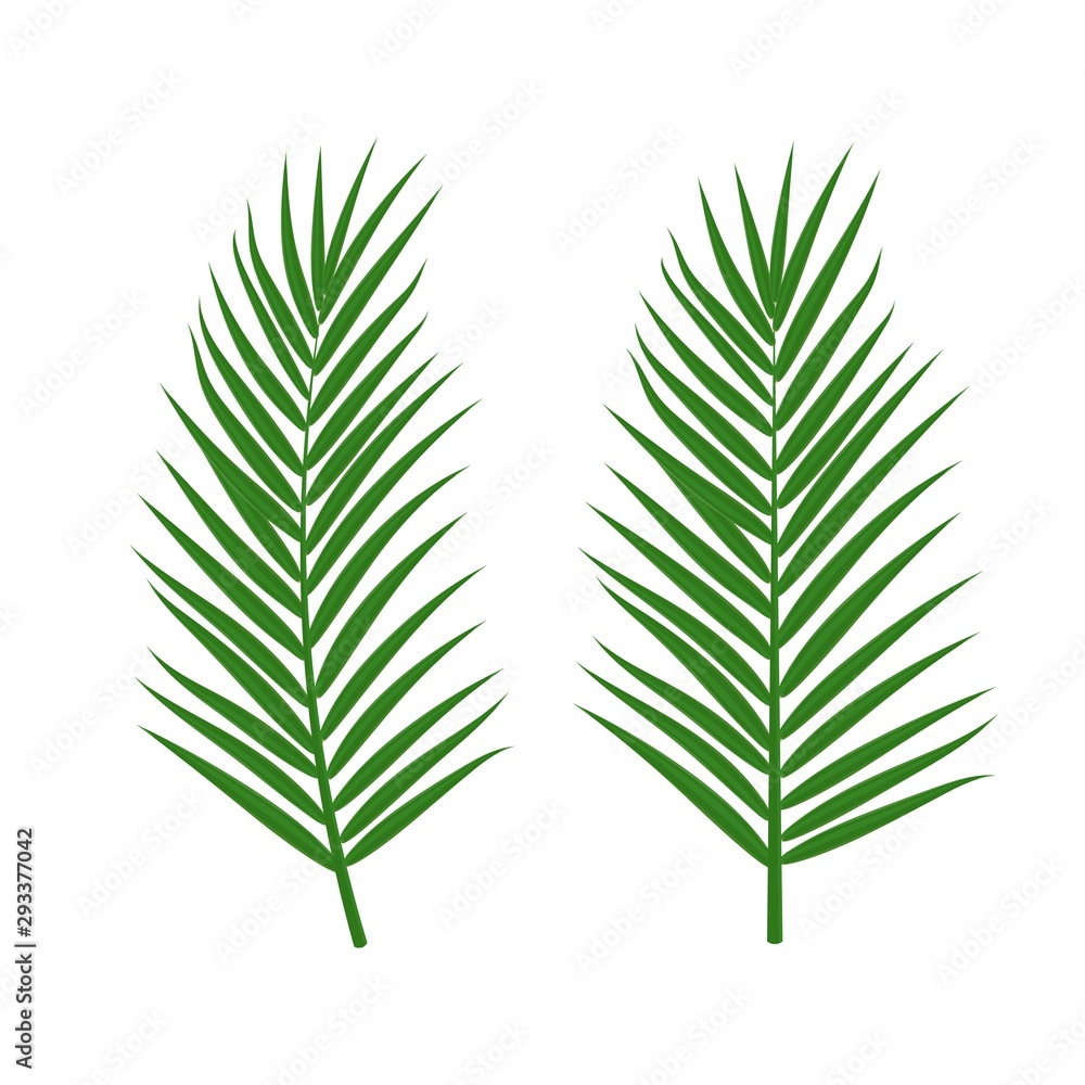 Vector set of tropical palm leaves isolated on white background. Green jungle exotic leaves for summer design, print, beach party poster. Natural floral background. Tropical plant icon. Vector set of tropical palm leaves isolated on white background. Green jungle exotic leaves for summer design, print, beach party poster. Natural floral background. Tropical plant icon.
