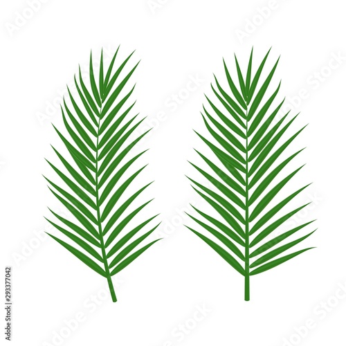 Vector set of tropical palm leaves isolated on white background. Green jungle exotic leaves for summer design, print, beach party poster. Natural floral background. Tropical plant icon.