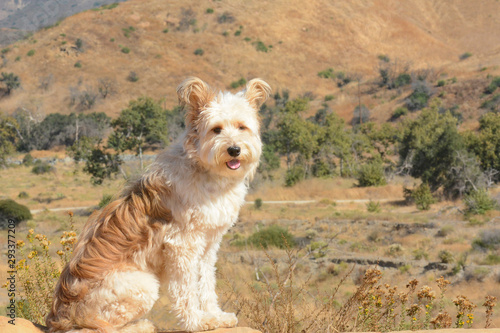 An adorable shaggy dog poses in a wilderness setting