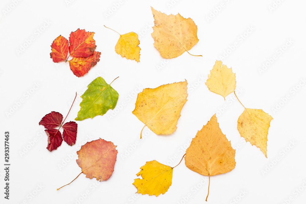 Fototapeta premium autumn leaves on white background