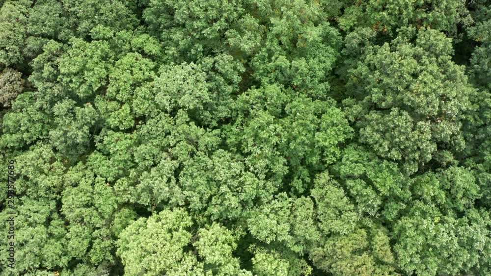 Background of green trees in the forest. Drone shot of colorful forest treetops, fall season. Top view of waving summer green trees in forest. Background of green trees in the forest. Drone shot of colorful forest treetops, fall season. Top view of waving summer green trees in forest.