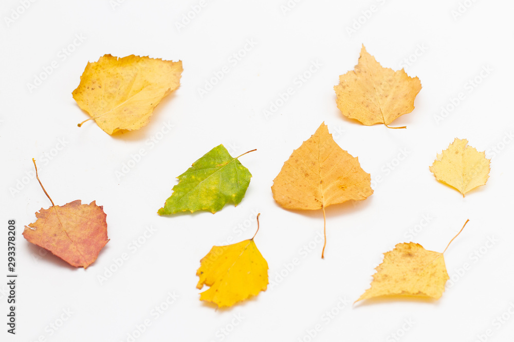 autumn leaves from trees on a white background. leaf fall autumn leaves from trees on a white background. leaf fall
