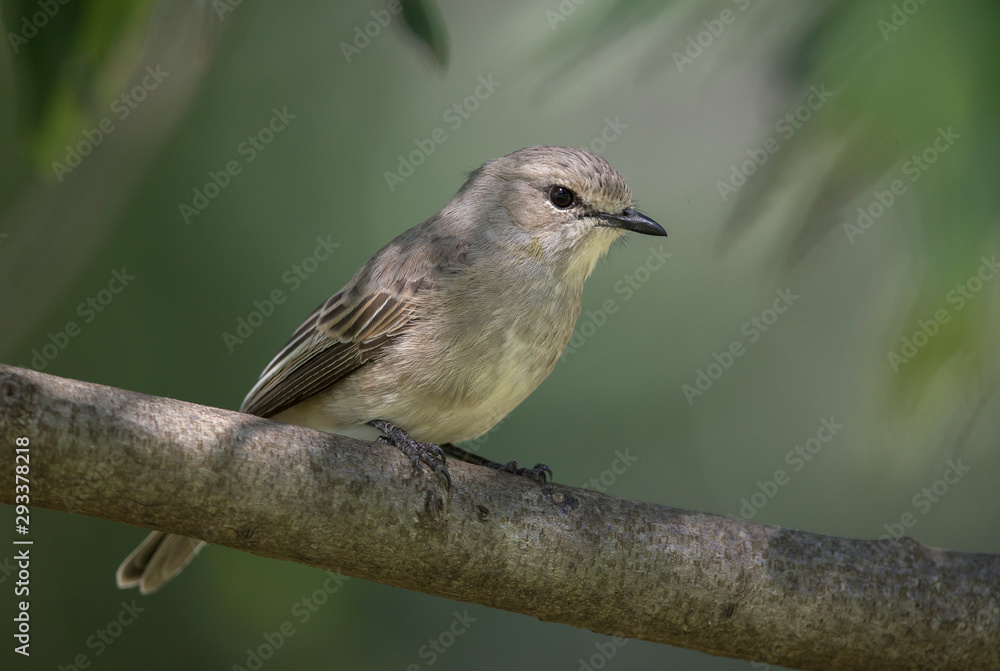 African Grey Flycatcher seen at Masai Mara Game Reserve,Kenya,Africa African Grey Flycatcher seen at Masai Mara Game Reserve,Kenya,Africa