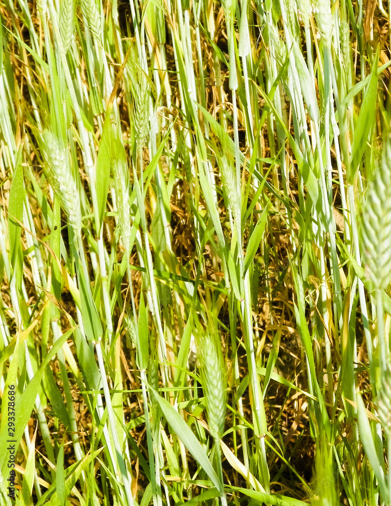 Obraz premium Close up of wheat plant as nature background.