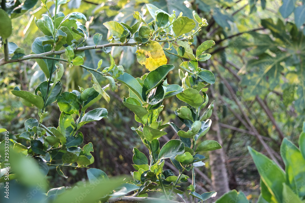 Lemon leaves in the evening light