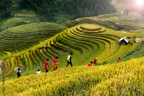Rice fields on terraced of Mu Cang Chai, YenBai, Vietnam. Vietnam landscapes.