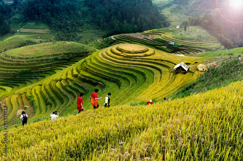Rice fields on terraced of Mu Cang Chai, YenBai, Vietnam. Vietnam landscapes.