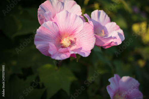巾着田の酔芙蓉