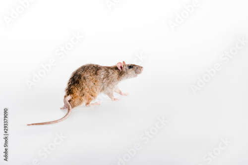 small and fluffy rat running on white