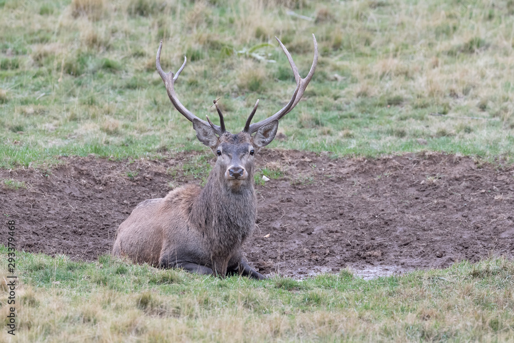 Red deer in a mud puddle (Cervus elaphus) Red deer in a mud puddle (Cervus elaphus)